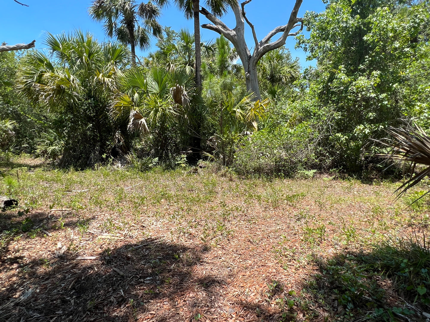 2.5 Acre Parcel of Hunting Land Near Lake Harney, Volusia County