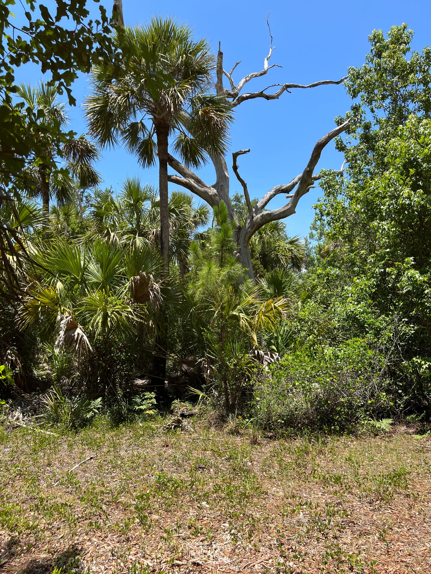 2.5 Acre Parcel of Hunting Land Near Lake Harney, Volusia County