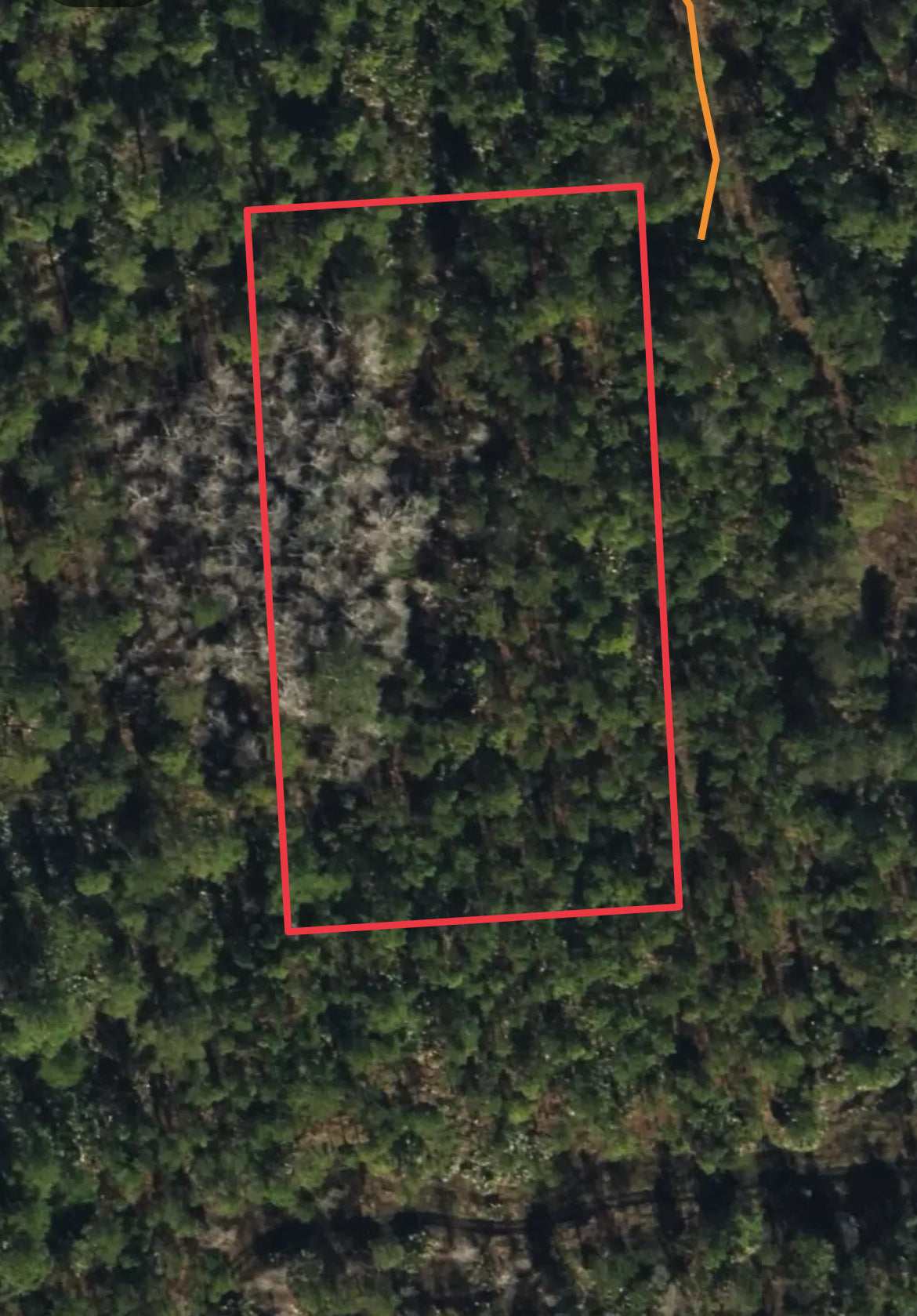 1.25ac Property for HUNTING ONLY with Easy Access in Volusia - Owner Financing!